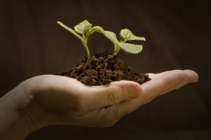 plant in hand